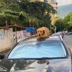 Meet your Posher, Denis